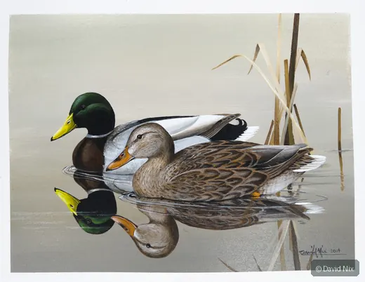 Male and female mallard duck pair on calm water.
