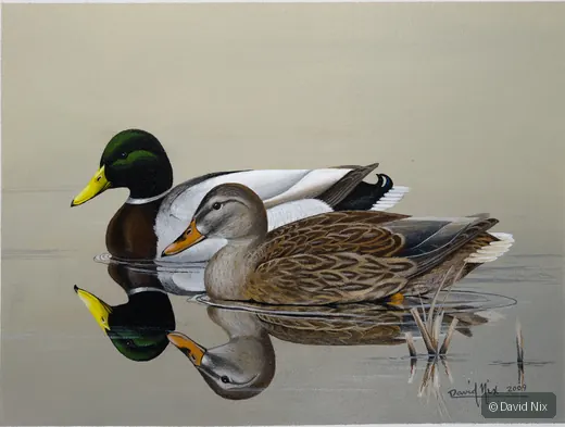 Mallard Pair Reflection; mallard duck wildlife artwork.