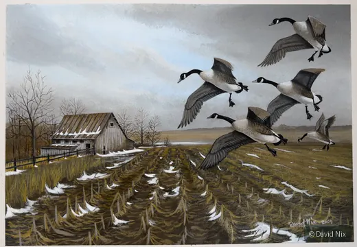 Canada Geese Landing on a Farm; canada goose subject in the waterfowl series.