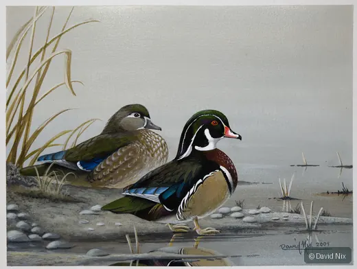 Wood Duck Pair on Pebbled Shore; original wildlife artwork in the waterfowl series.