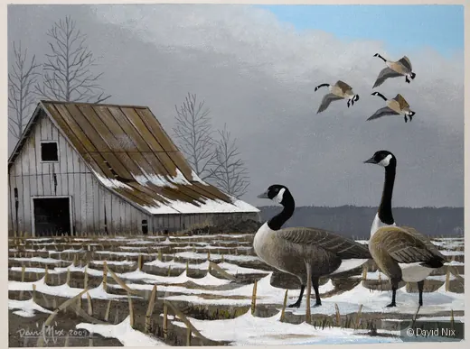 Canada Geese near Winter Barn; canada goose subject in the waterfowl series.