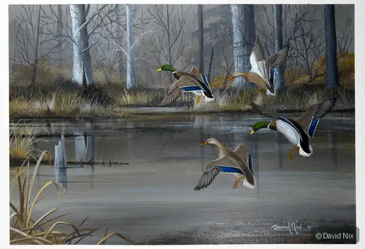 Mallard Group Flying through Wetlands; mallard duck wildlife artwork.