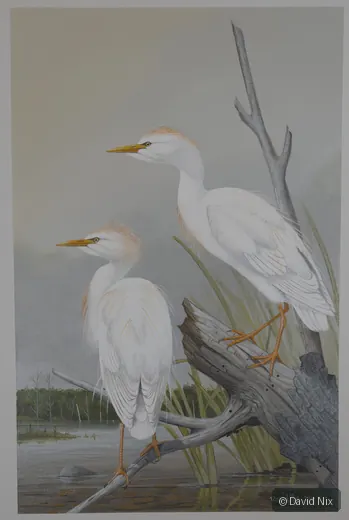 Cattle Egret Pair on Snag; original wildlife artwork in the waterfowl series.