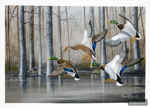 Mallard Duck in flight over marsh/wetland setting.