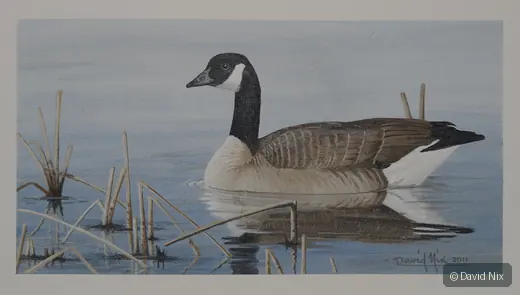 Canada Goose in Reeds wildlife artwork.