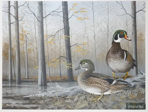 Wood Ducks Resting on Shoreline; original wildlife artwork in the waterfowl series.