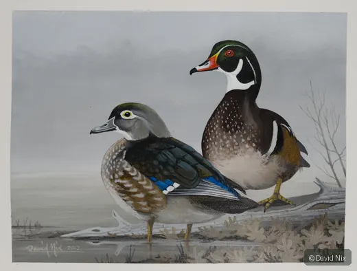 Pair of wood duck in a marsh or wetland setting.