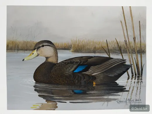Black Duck; black duck wildlife subject in wetland setting.