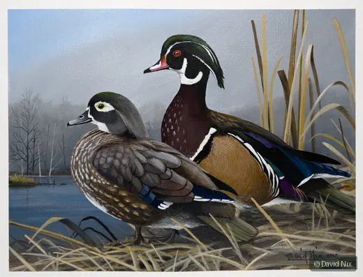 Wood Ducks on Marsh wildlife artwork.