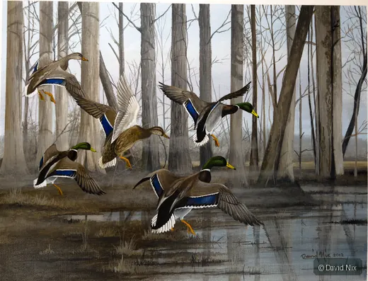 Mallard Flock Landing in Swamp; mallard duck subject in the waterfowl series.
