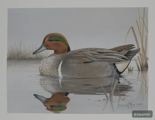 Green-Winged Teal; green-winged teal wildlife subject in wetland setting.
