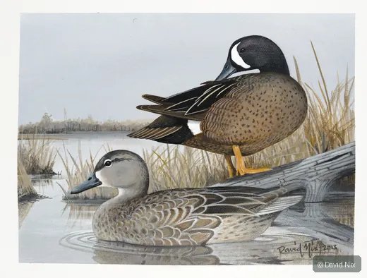 Pair of blue-winged teal in a marsh or wetland setting.