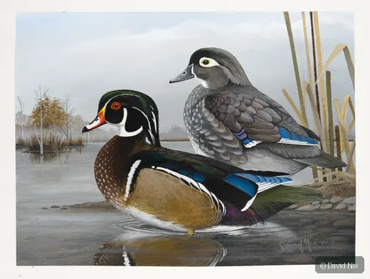 Male and female wood duck pair on calm water.