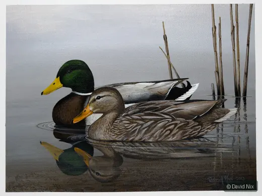 Mallard Duck Pair in Reeds wildlife artwork.