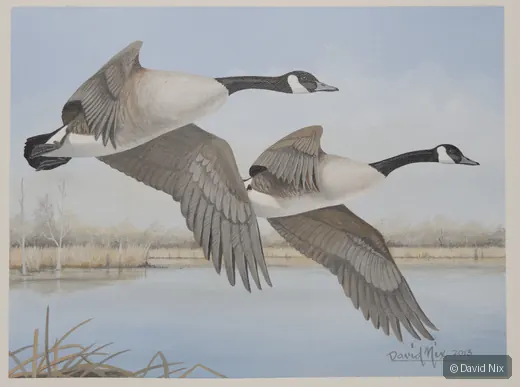 Canada Goose Pair in Flight over Inlet wildlife artwork.