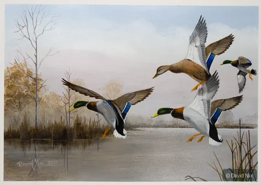 Mallard Group Landing; mallard duck wildlife artwork.