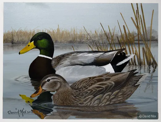 Feeding Mallards in the Reeds; mallard duck wildlife artwork.