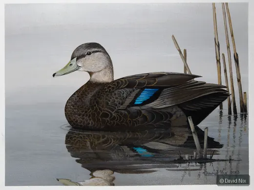Blue-Winged Teal in Reeds wildlife artwork.