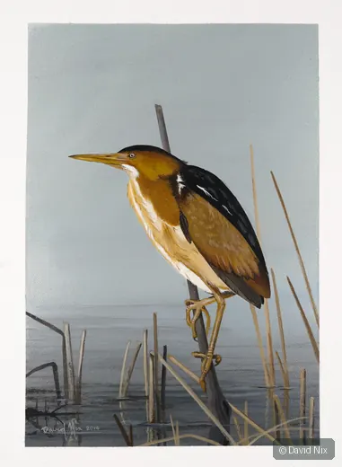 Least Bittern on Reed; least bittern wildlife subject in wetland setting.