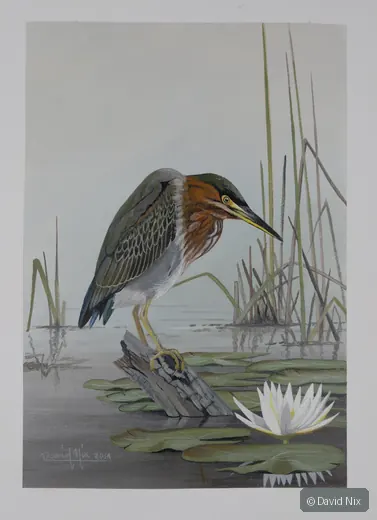 Little Green Heron on lily pads with marsh vegetation.