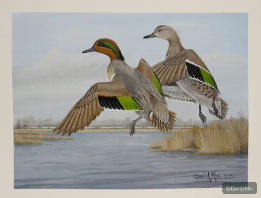 Pair of green-winged teal in flight over marsh/wetland setting.