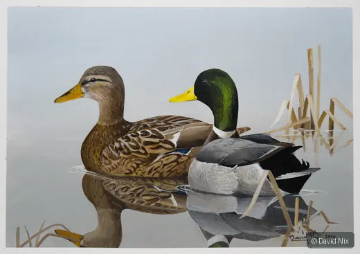 Mallard Duck Pair in Pond wildlife artwork.