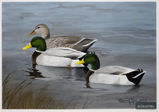 Mallard Trio on Parade; mallard duck wildlife artwork.