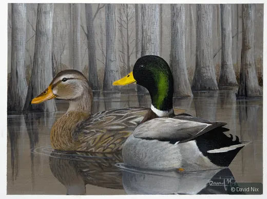 Mallards in the Winter Swamp; mallard duck wildlife artwork.