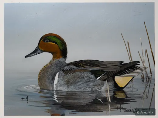 Green-Winged Teal in the Fog wildlife artwork.