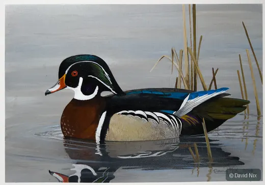 Wood Duck in the Reeds wildlife artwork.