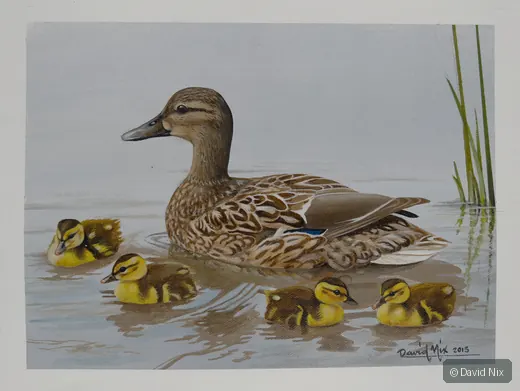 Mallard Duck family with ducklings on calm water.