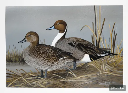 Pair of pintail duck in a marsh or wetland setting.