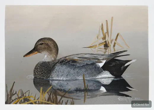 Gadwall; gadwall wildlife subject in wetland setting.