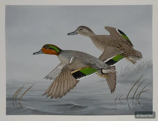 Pair of green-winged teal in flight over marsh/wetland setting.