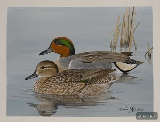 Pair of green-winged teal in a marsh or wetland setting.