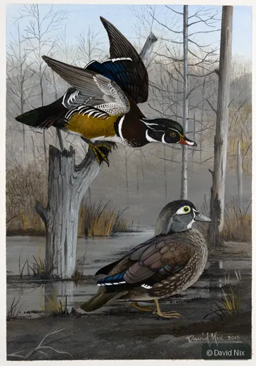 Wood Duck Pair in Winter wildlife artwork.