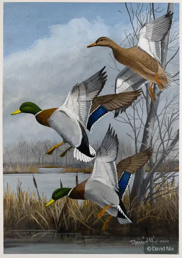 Mallard Duck Trio Landing wildlife artwork.
