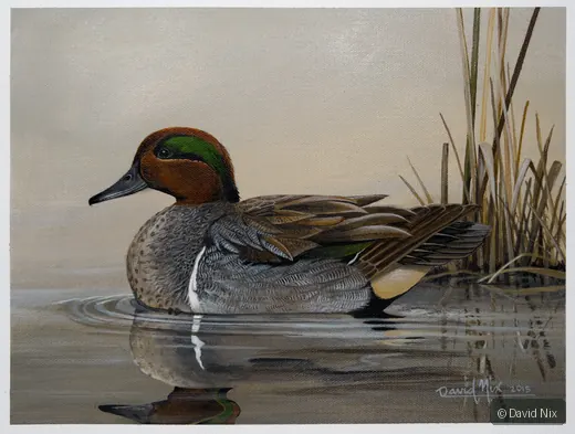 Green-Winged Teal Swimming by Reeds wildlife artwork.