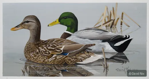 Mallard Pair in Reeds; mallard duck wildlife artwork.