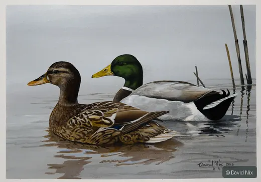 Mallards in the Morning; mallard duck wildlife artwork.