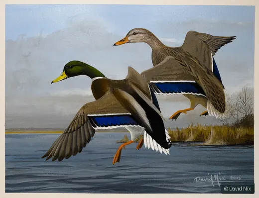 Mallard Pair Landing in Cove; mallard duck subject in the waterfowl series.