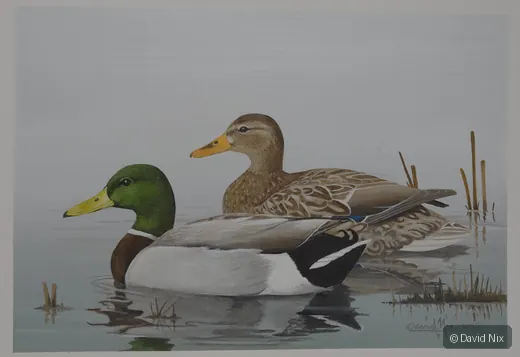 Mallard Pair on a Peaceful Morning; mallard duck subject in the waterfowl series.