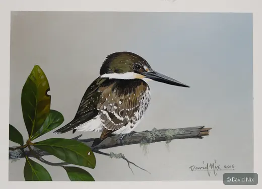Kingfisher perched on branch/snag in wetland setting.