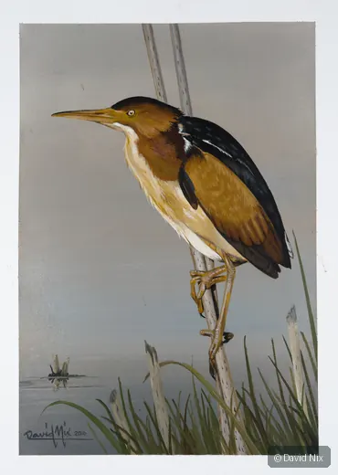 Least Bittern on Reed; least bittern wildlife subject in wetland setting.