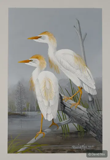 Cattle Egret perched on branch/snag in wetland setting.