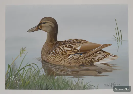 Mallard Duck swimming on calm water with soft reflections.