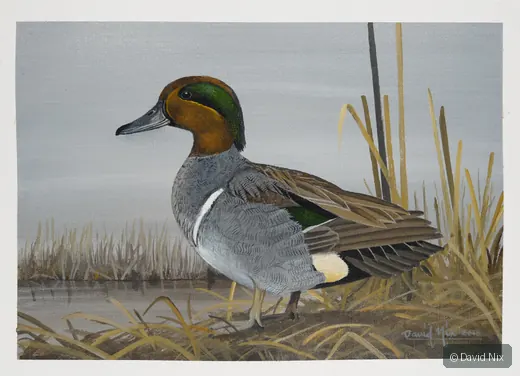 Green-Winged Teal; green-winged teal wildlife subject in wetland setting.