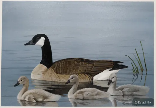 Mama with Goslings; canada goose wildlife artwork.