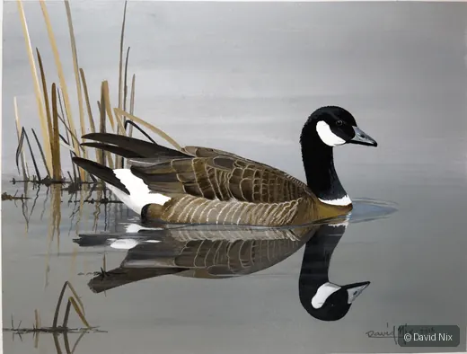 Canada Goose on Peaceful Pond; original wildlife artwork in the waterfowl series.