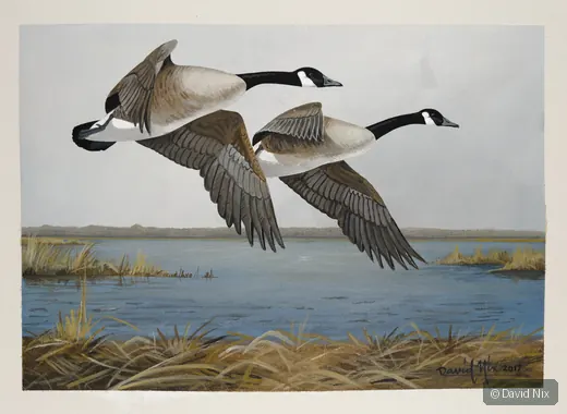 Pair of canada goose in flight over marsh/wetland setting.